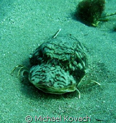 One of a pair of Searobins found on the sand just to the ... by Michael Kovach 